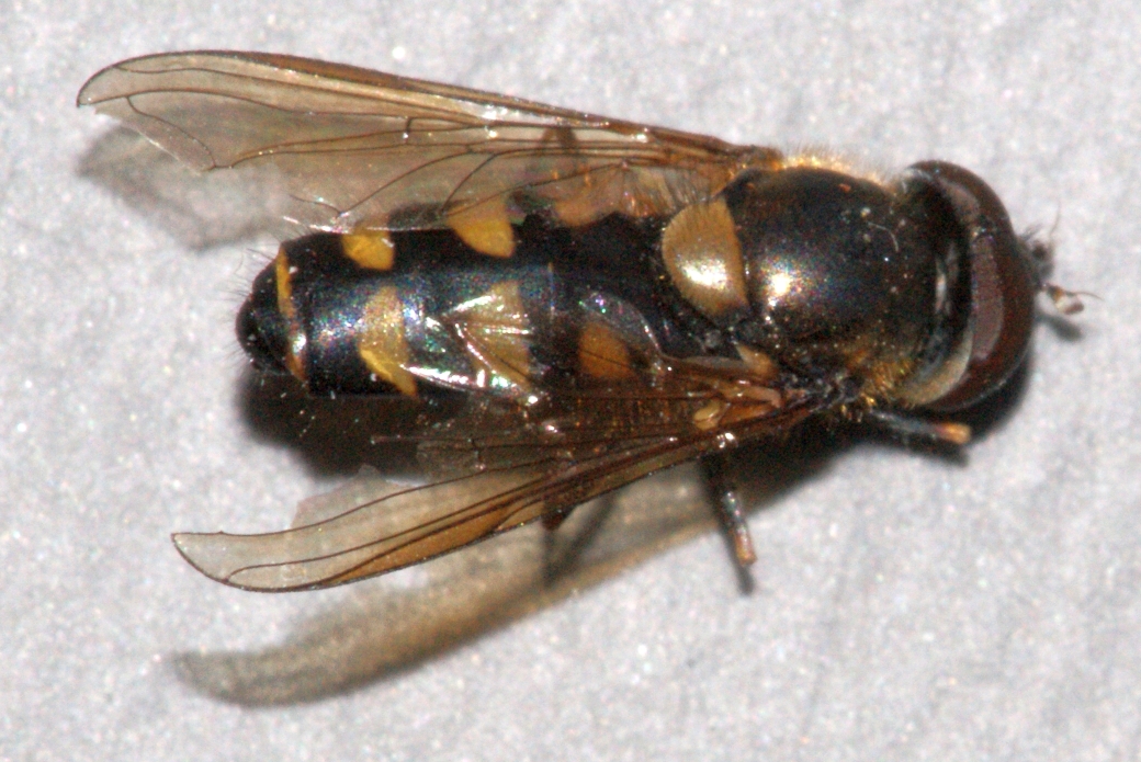 Parasyrphus punctulatus